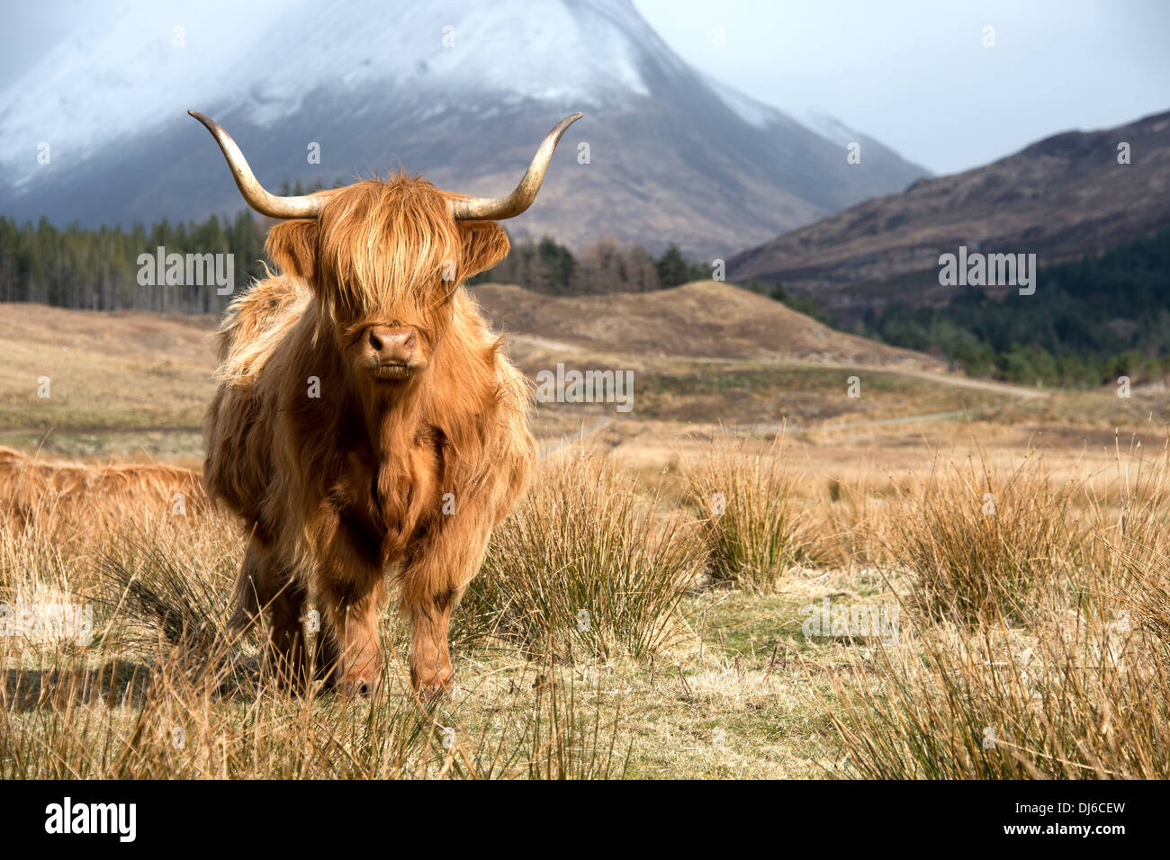 Highland cow in Scottish landscape Stock Photo