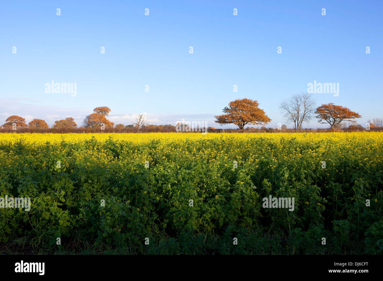 An autumn field of bright yellow mustard plants with colorful oak trees
