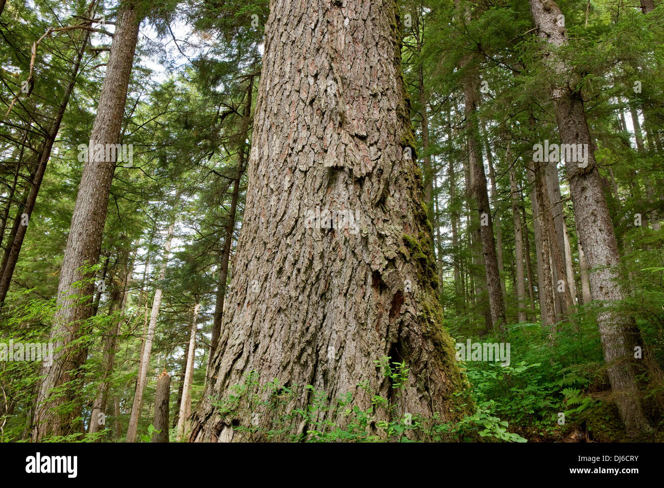 Large Old Growth Sitka Spruce And Western Hemlock Dominate In A Typical Old Growth Forest In Alaska's Tongass National Forest Stock Photo
