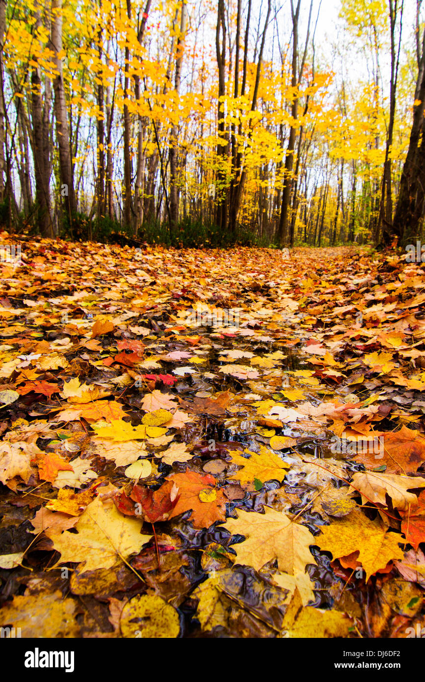 Golden Autumn forest in Canada Stock Photo