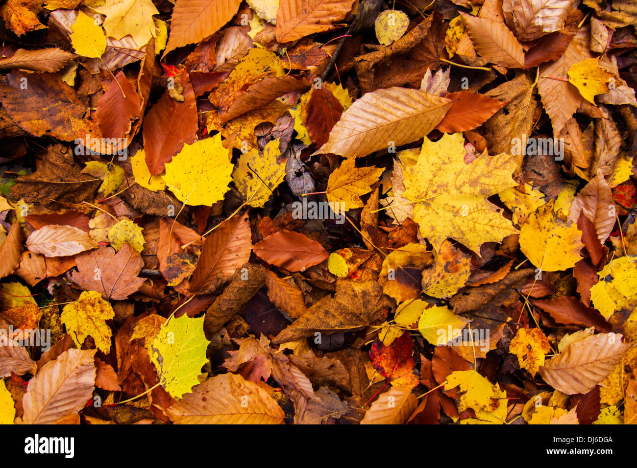 Autumn leaves background in Canada Stock Photo