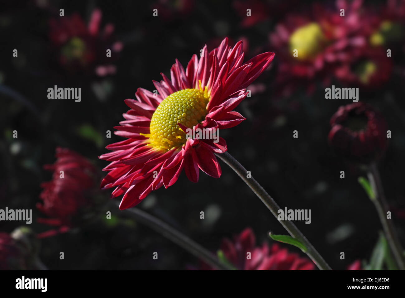 Red chrysanthemum flower closeup hi-res stock photography and images ...