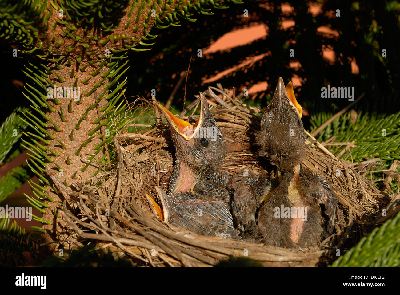 aves en el nido, nacimiento animal,crías Stock Photo