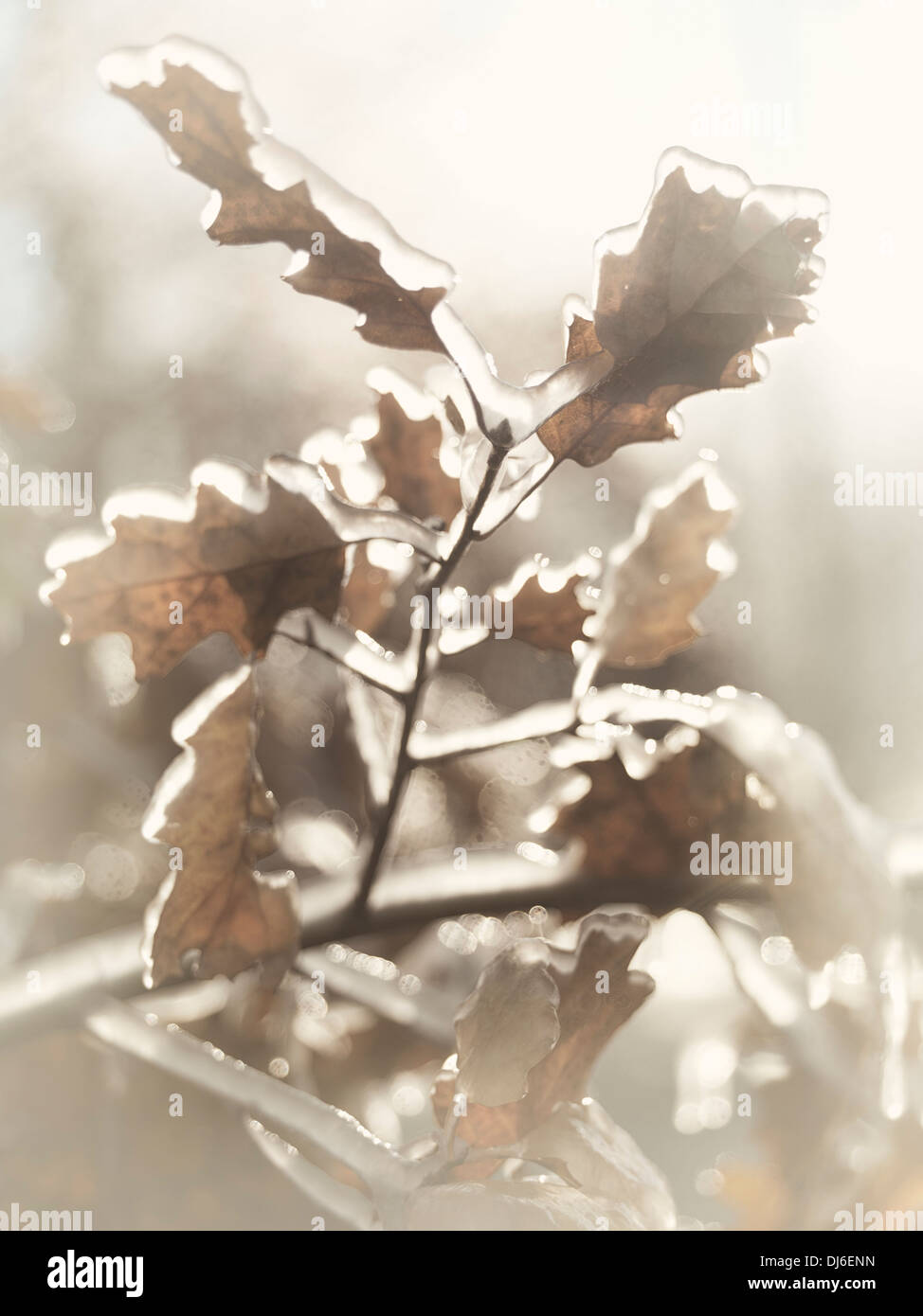 Frozen branch of oak tree with leaves covered with ice. Artistic abstract fall nature closeup. Stock Photo
