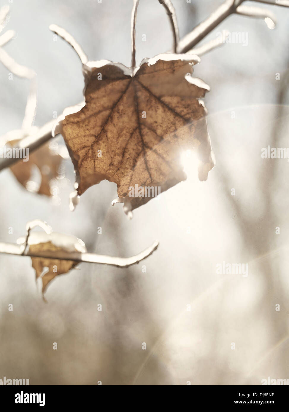 Frozen, covered with ice maple leaf on a tree on a shiny autumn day with beautiful lens flares. Artistic nature closeup. Stock Photo