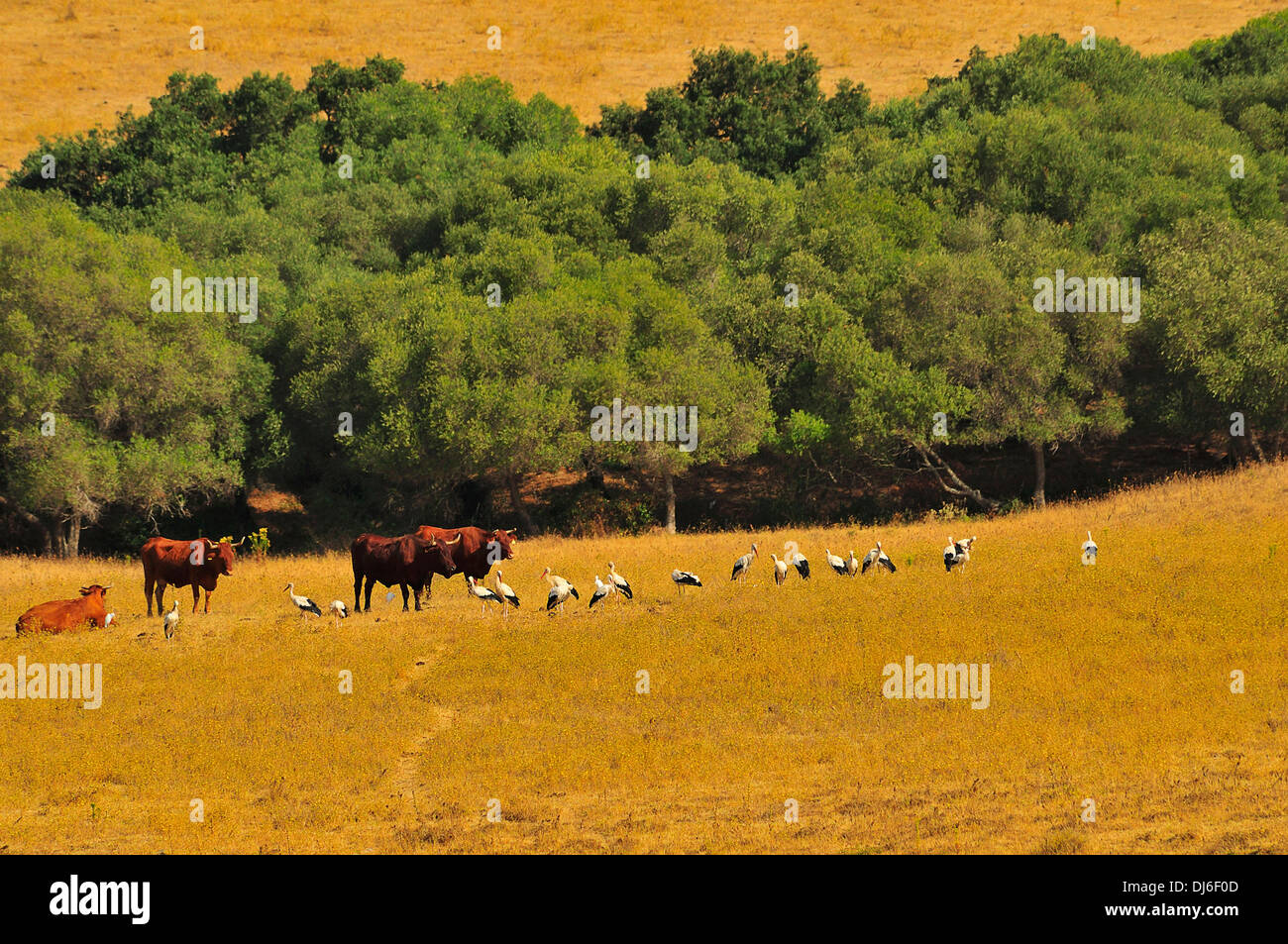 En el paisaje hi-res stock photography and images - Alamy