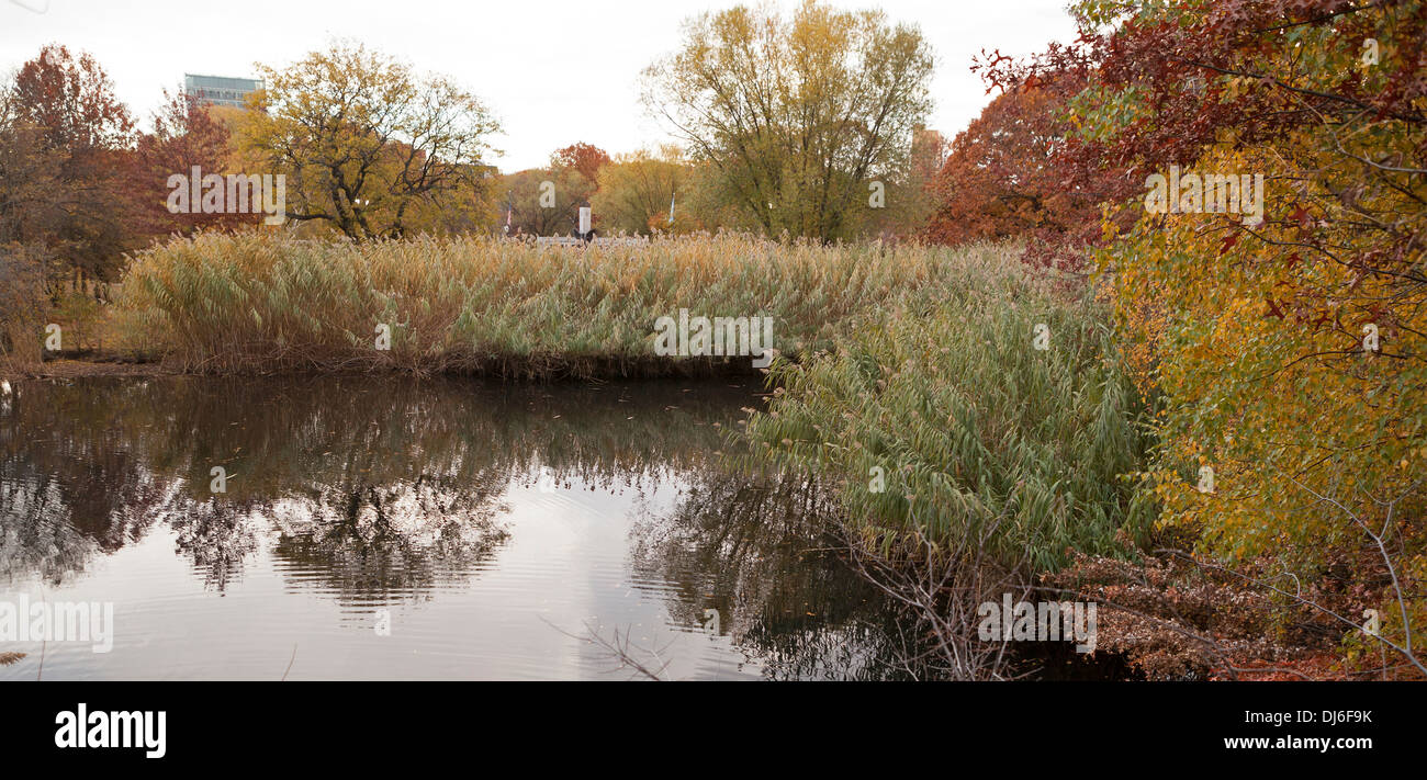 Leaves of new england hi-res stock photography and images - Alamy