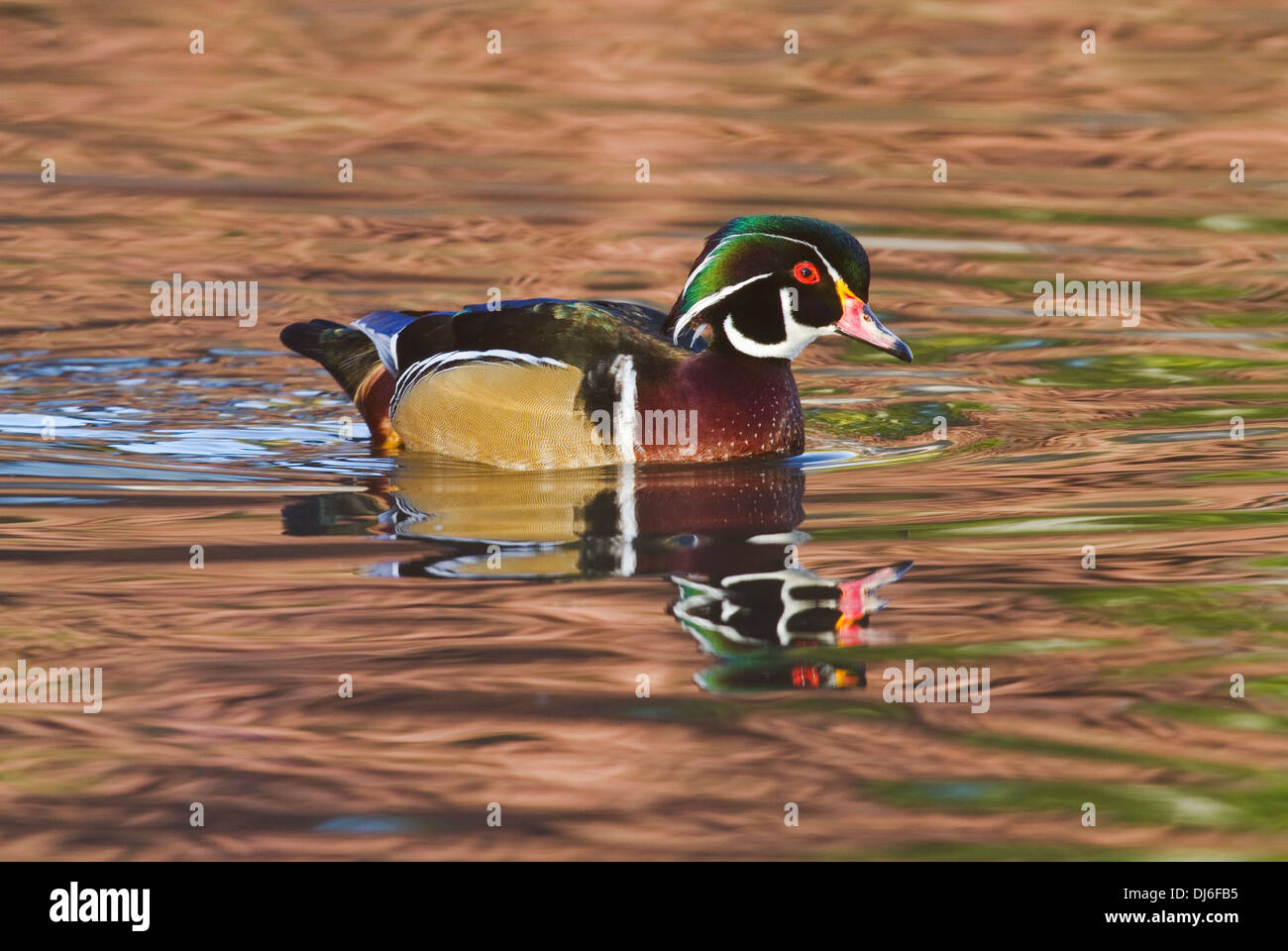 Wood Duck Fall Colors Stock Photo