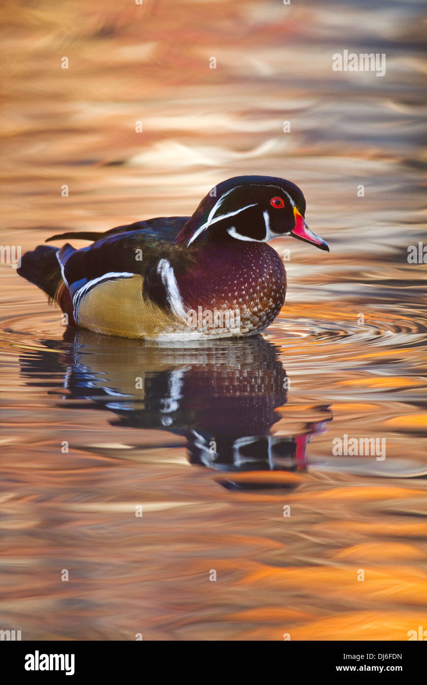 Wood Duck Fall Colors Stock Photo