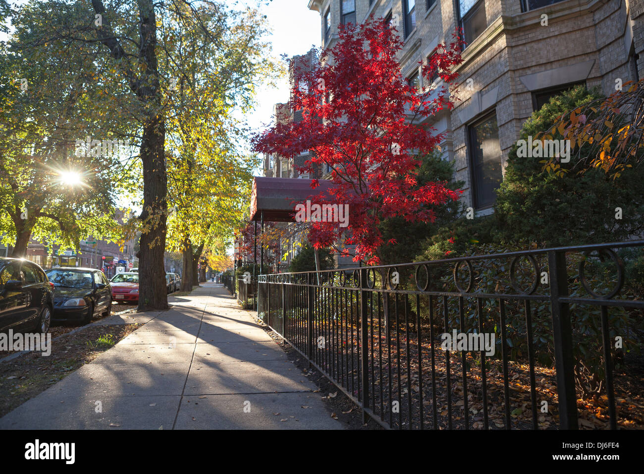 A Japanese maple shows its autumn colors in Boston. Stock Photo
