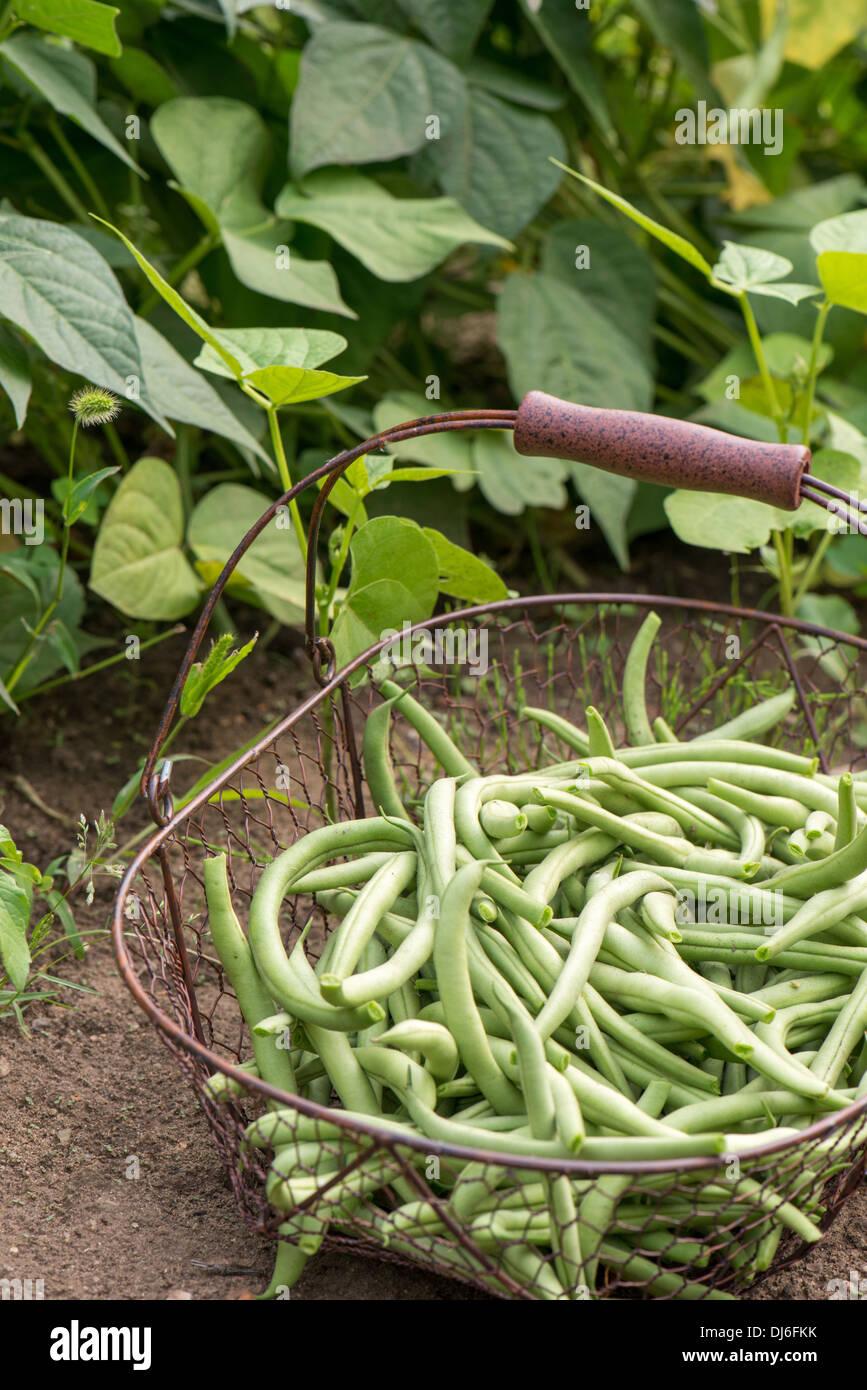 Green beans in a basket Stock Photo