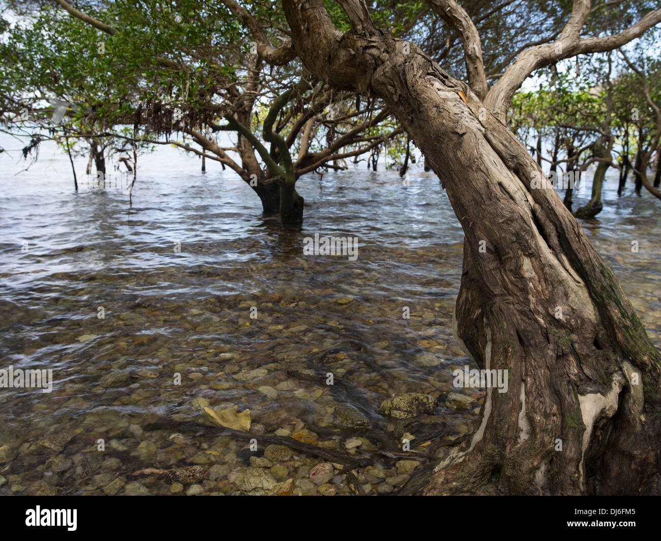 Mangrove trees Loloata Island near Port Moresby, Papua New Guinea Stock Photo