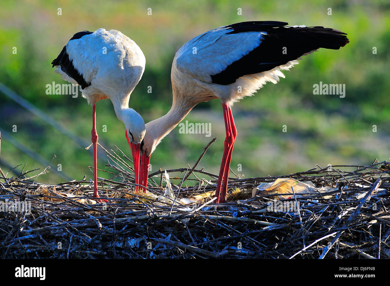 cigüeña blanca,pareja,reproducción animal,nido,naturaleza salvaje,medio ambiente Stock Photo