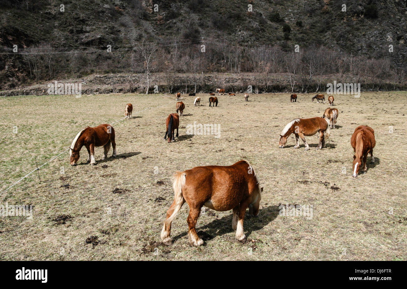 Horses eating grass hi-res stock photography and images - Alamy