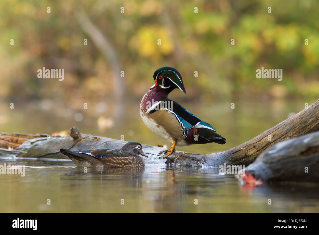 Superb Wood Duck pair in autumn Stock Photo