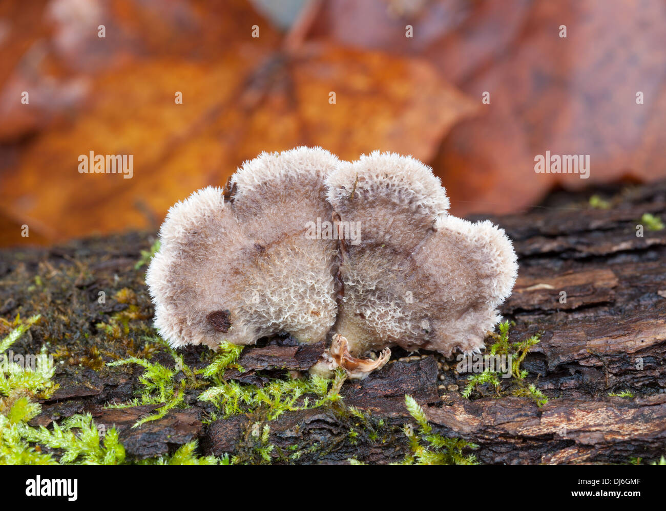 Beautiful autumn mushrooms in Finland Stock Photo