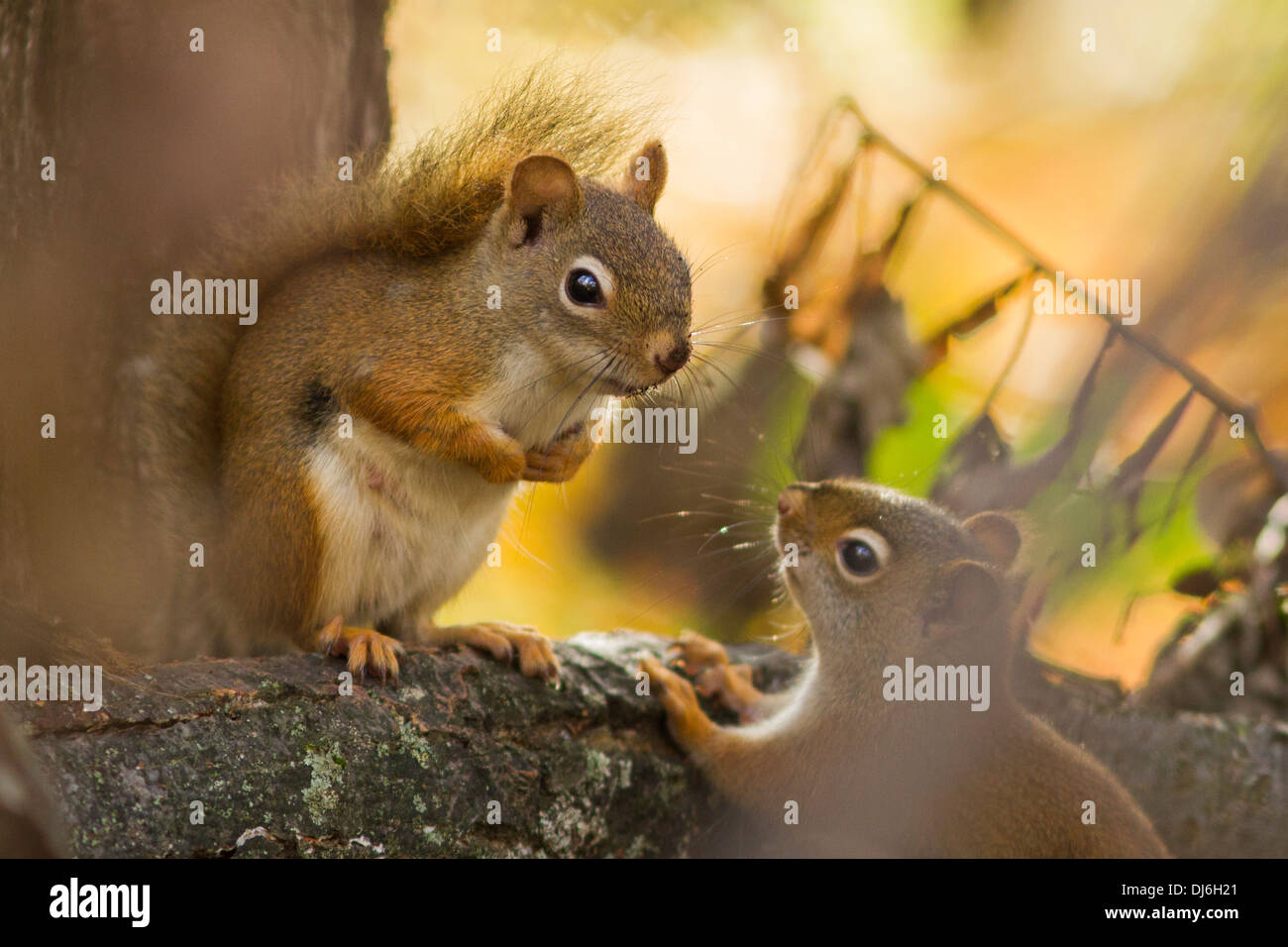 Two American red squirrels in autumn light. Stock Photo