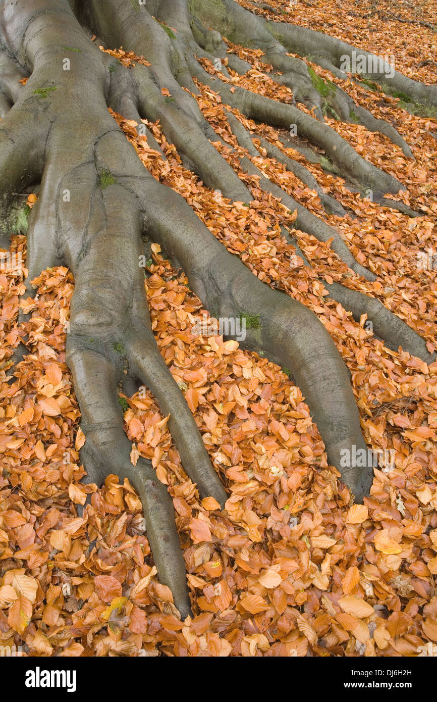 Roots of a Common Beech tree, Fagus Sylvatica, are exposed while the ground is covered in fallen orange leaves in Autumn/fall Stock Photo