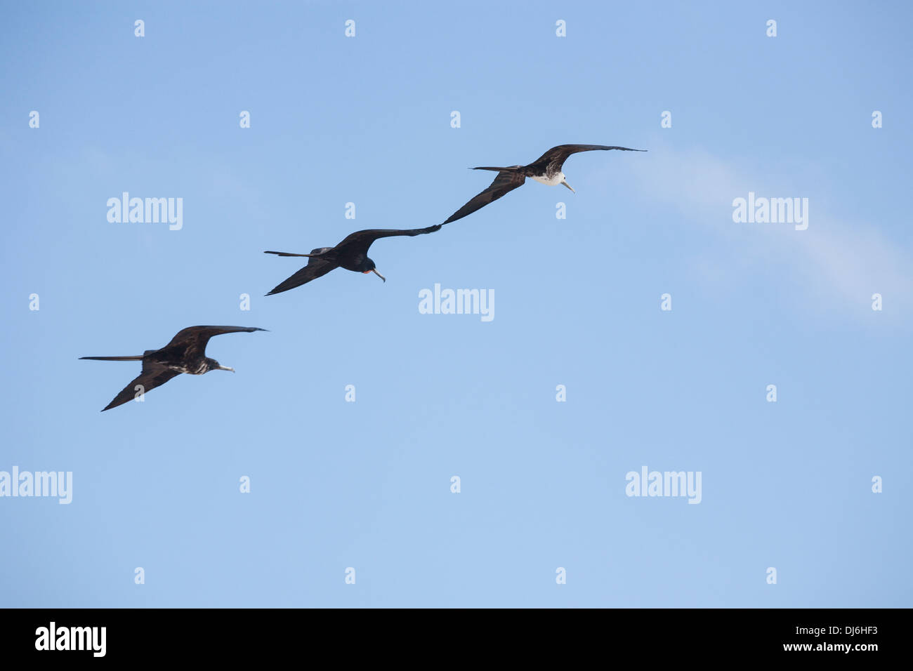 Three Magnificent Frigatebirds flying in formation. A male and two juvenile birds fly wing to wing. Stock Photo