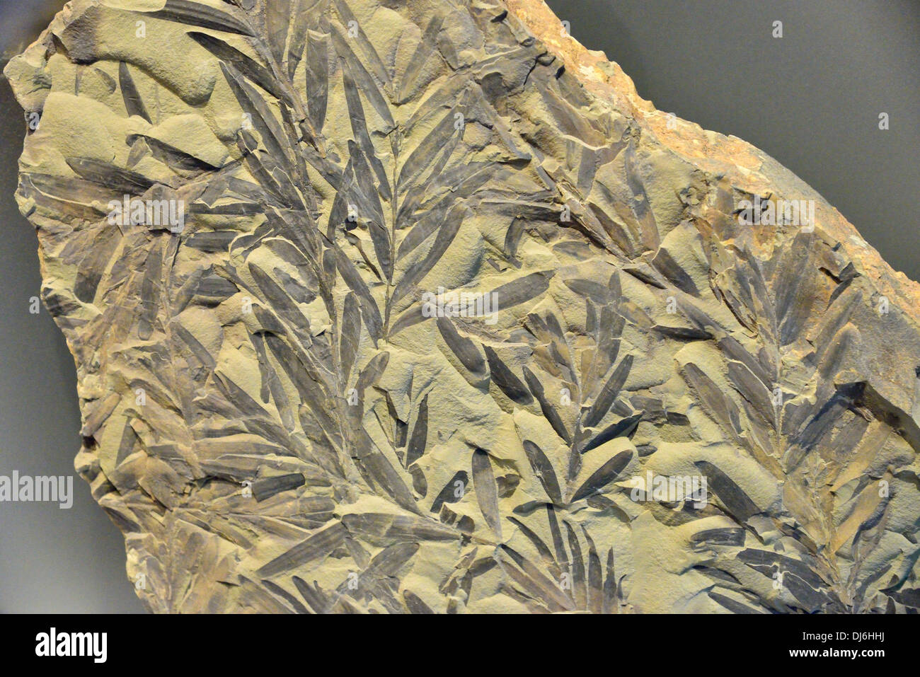 Fossil Cycad fir leaves in claystone. Cretaceous age Stock Photo