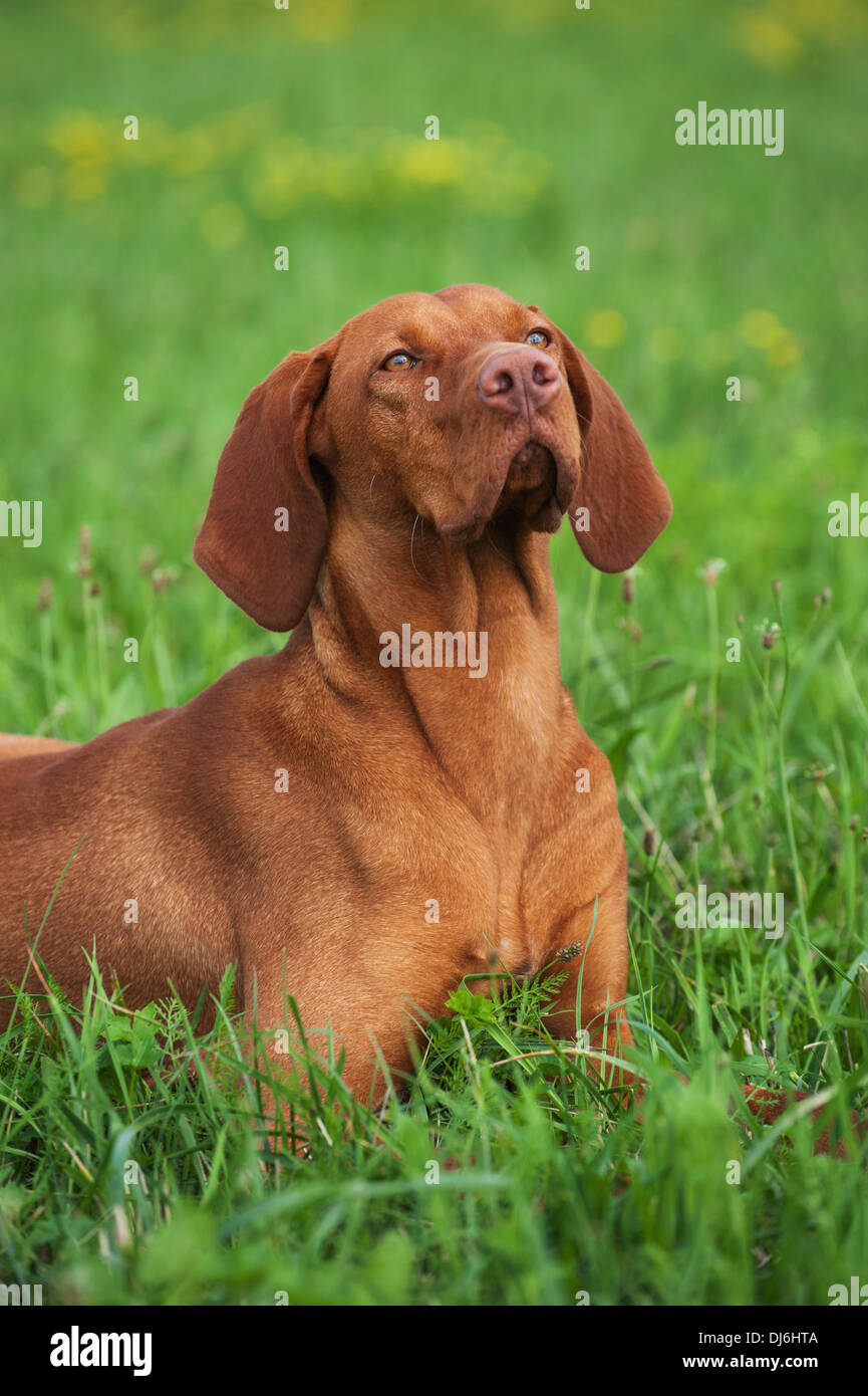 Magyar Viszla in a meadow Stock Photo