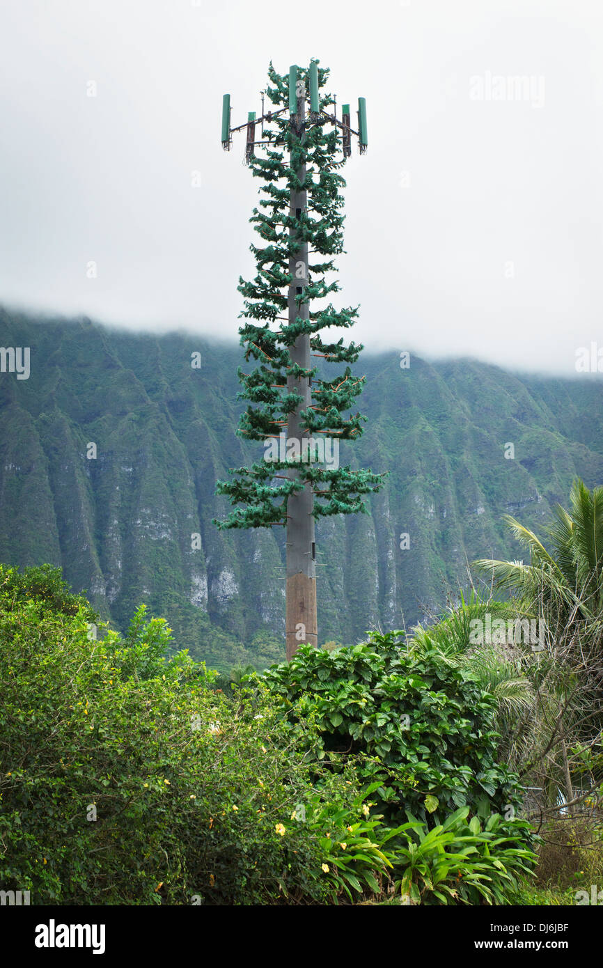 A Cell Signal Tower Camouflaged As A Tree; Oahu, Hawaii, United States Of America Stock Photo