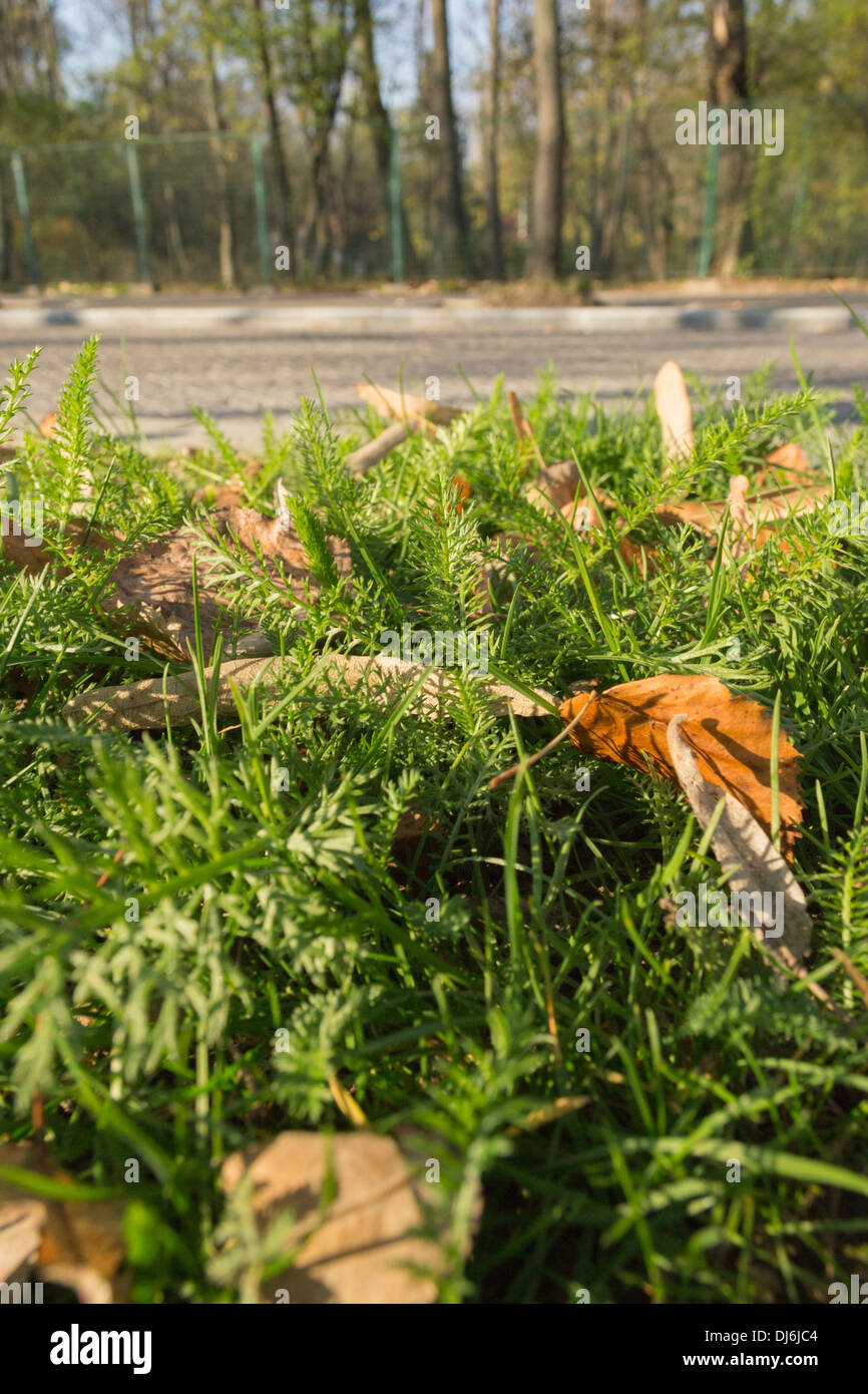 Autumn leaves fallen on grass Stock Photo - Alamy