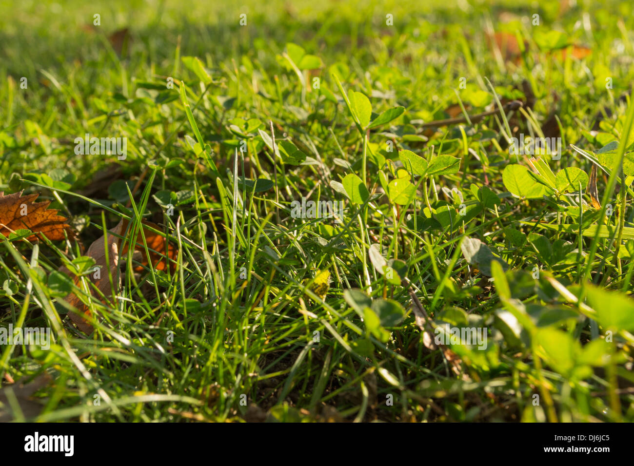 Autumn leaves fallen on grass Stock Photo - Alamy
