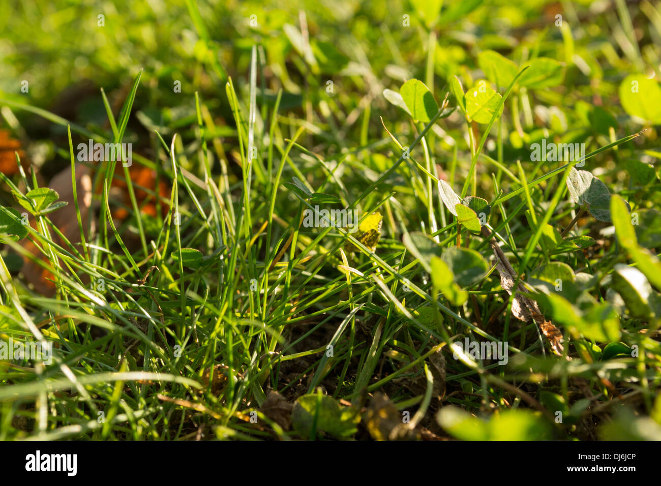 Autumn leaves fallen on grass Stock Photo - Alamy