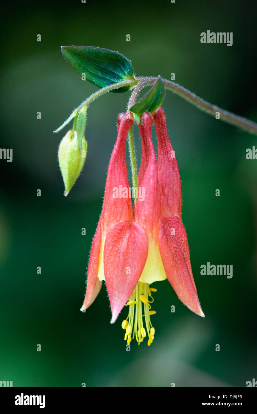 Wild Columbine Flower Stock Photo