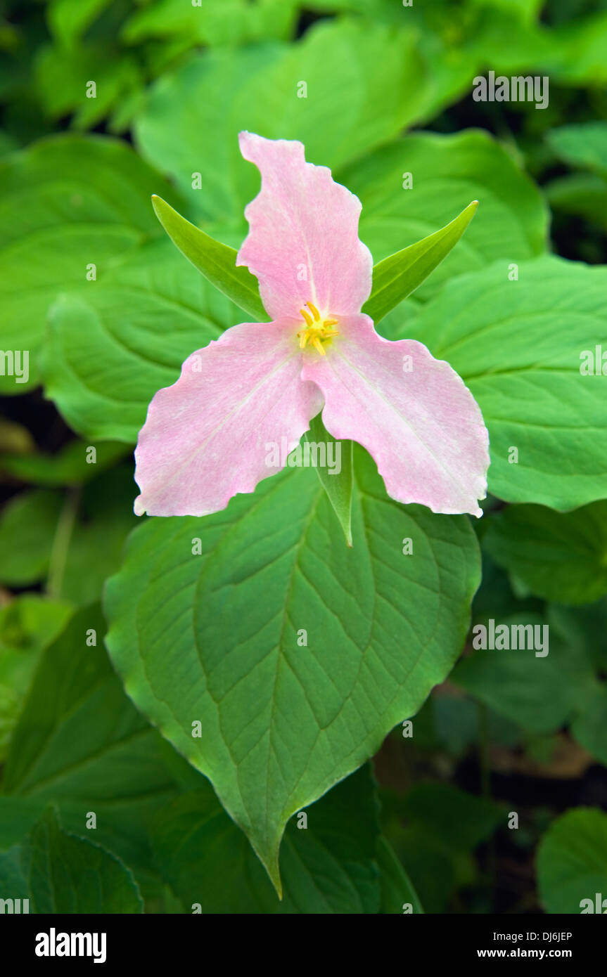 Large-flower Trillium in the Great Smoky Mountains Natiional Park in Tennessee Stock Photo