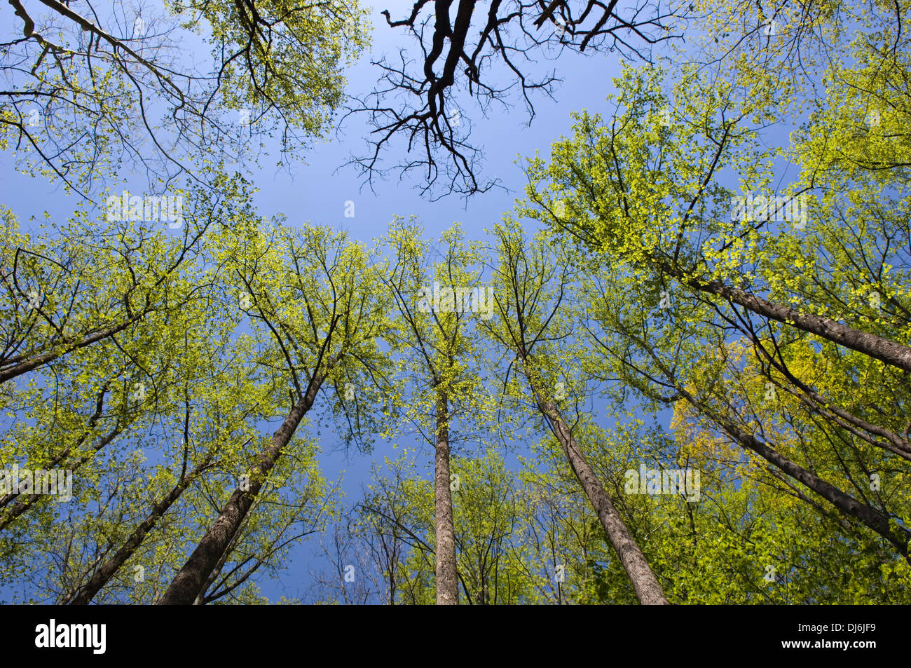 New Spring Leaves on Trees along the Porter Creek Trail in the Great Smoky Mountains National Park in Tennessee Stock Photo