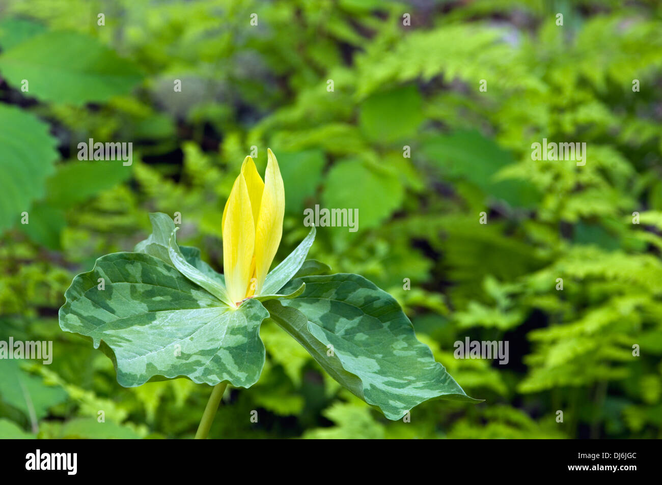 Yellow Trillium in the Great Smoky Mountains Natiional Park in Tennessee Stock Photo