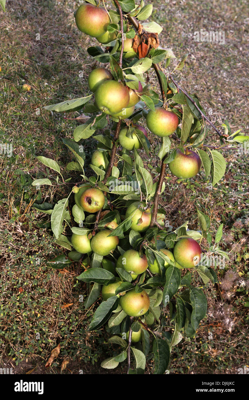 Branch of Coxs Apples In Garden England Stock Photo
