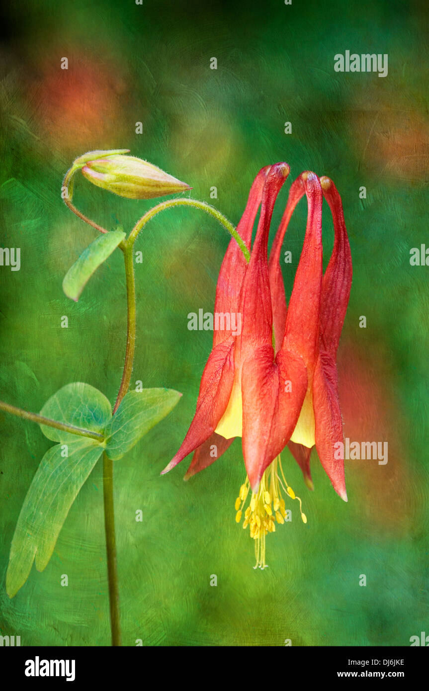 Aristic Rendering of Wild Columbine Flower Stock Photo