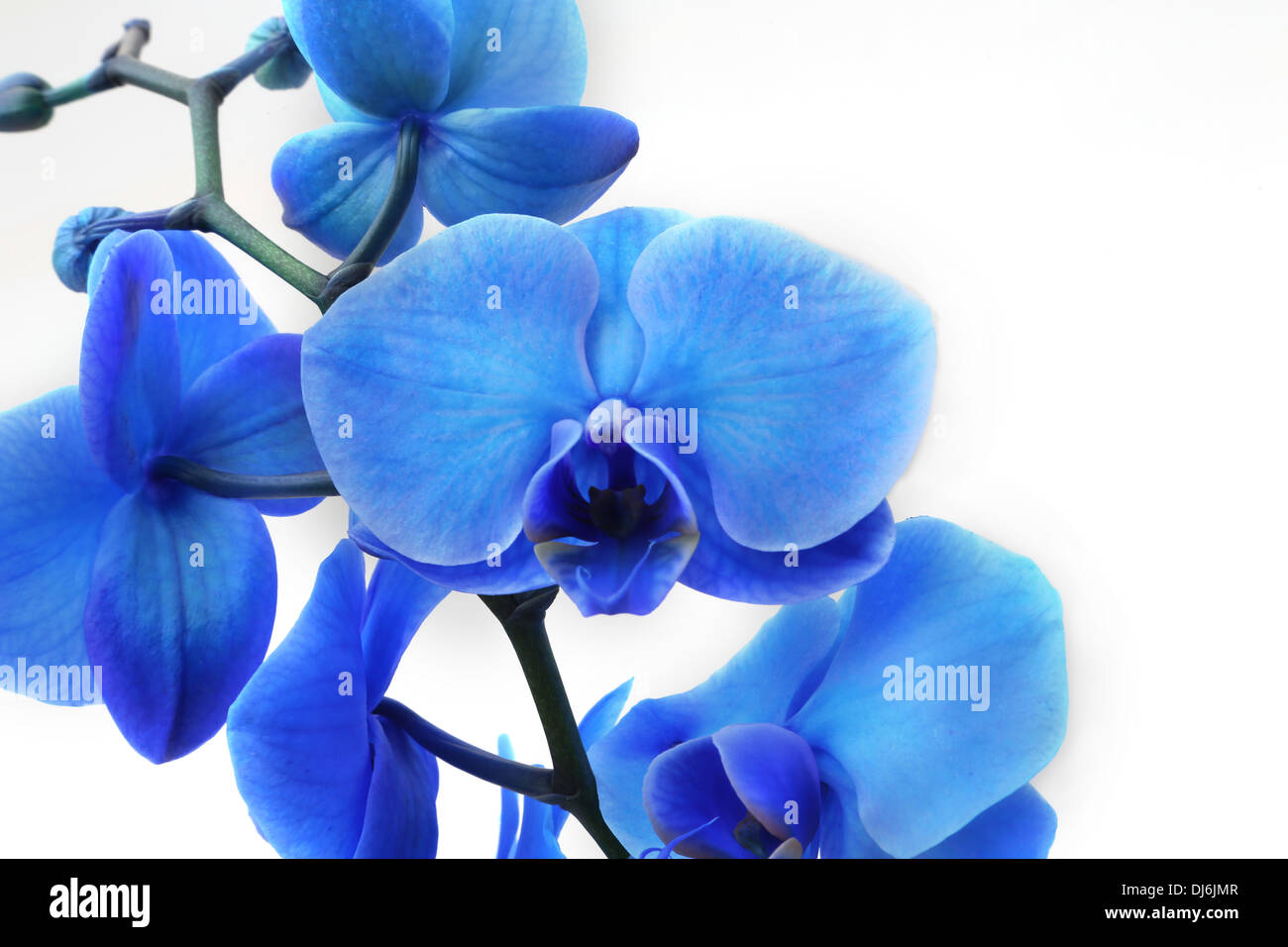 Royal Blue Orchid Stock Photo - Alamy