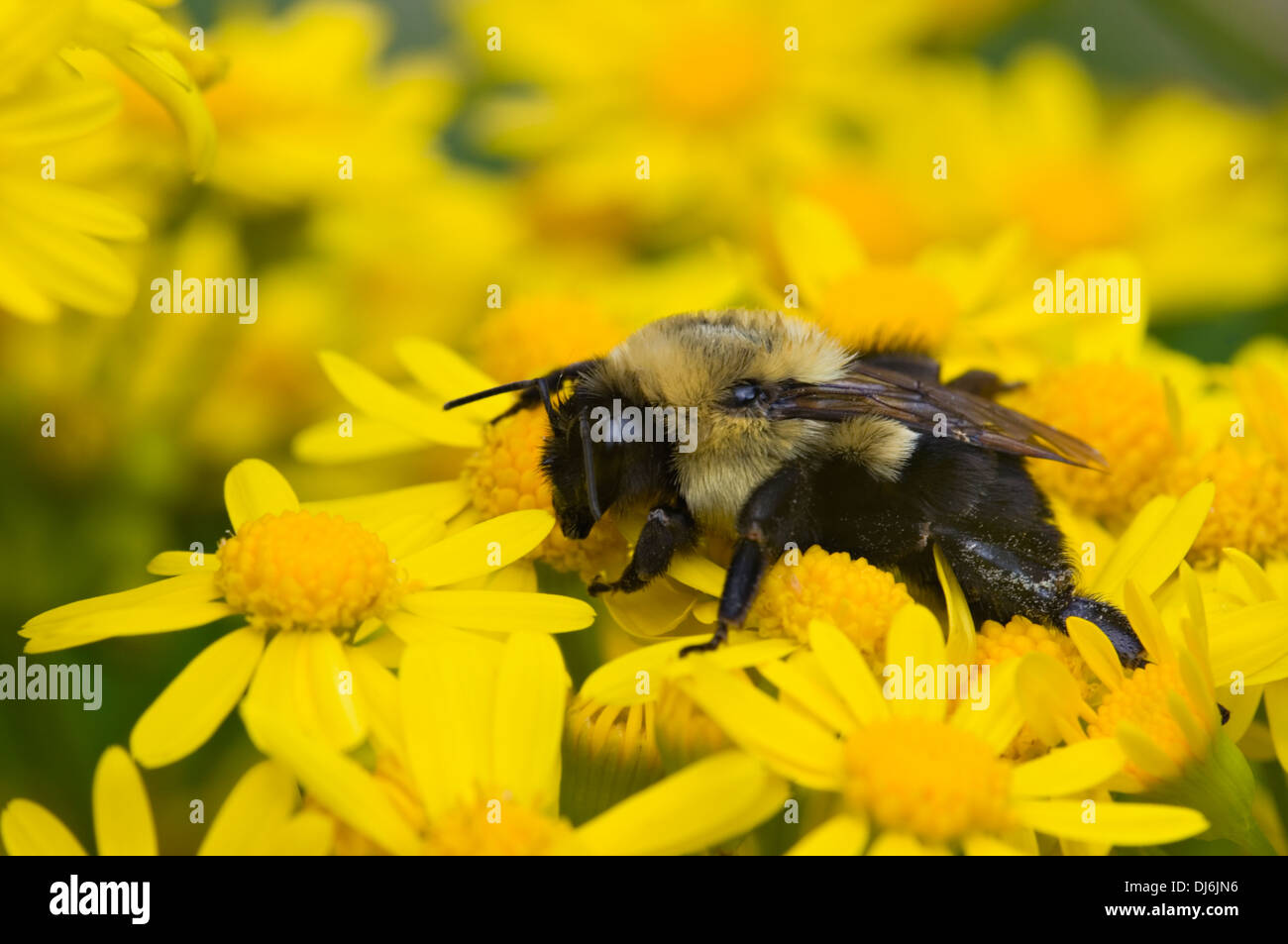 Bumblebee on Cress-leaf Groundsel Stock Photo