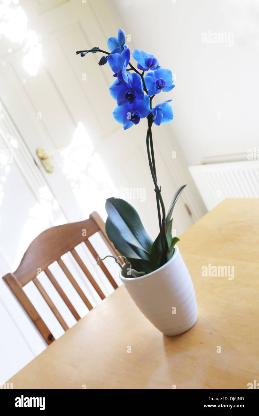 Orchid in vase hi-res stock photography and images - Alamy