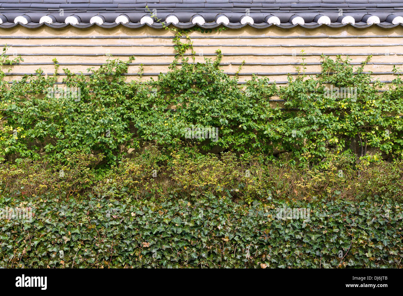 Fence with ivy. Background Stock Photo - Alamy