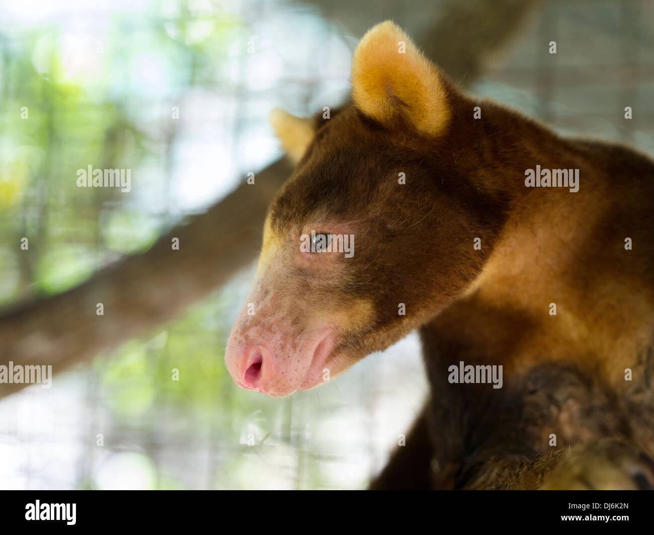 Goodfellow's tree-kangaroo ( Dendrolagus goodfellowi ) , Madang, Papua New Guinea Stock Photo