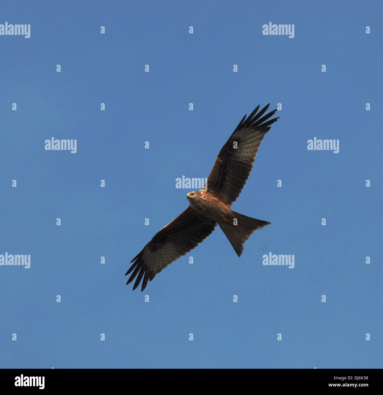 Red Kite bird of prey Stock Photo