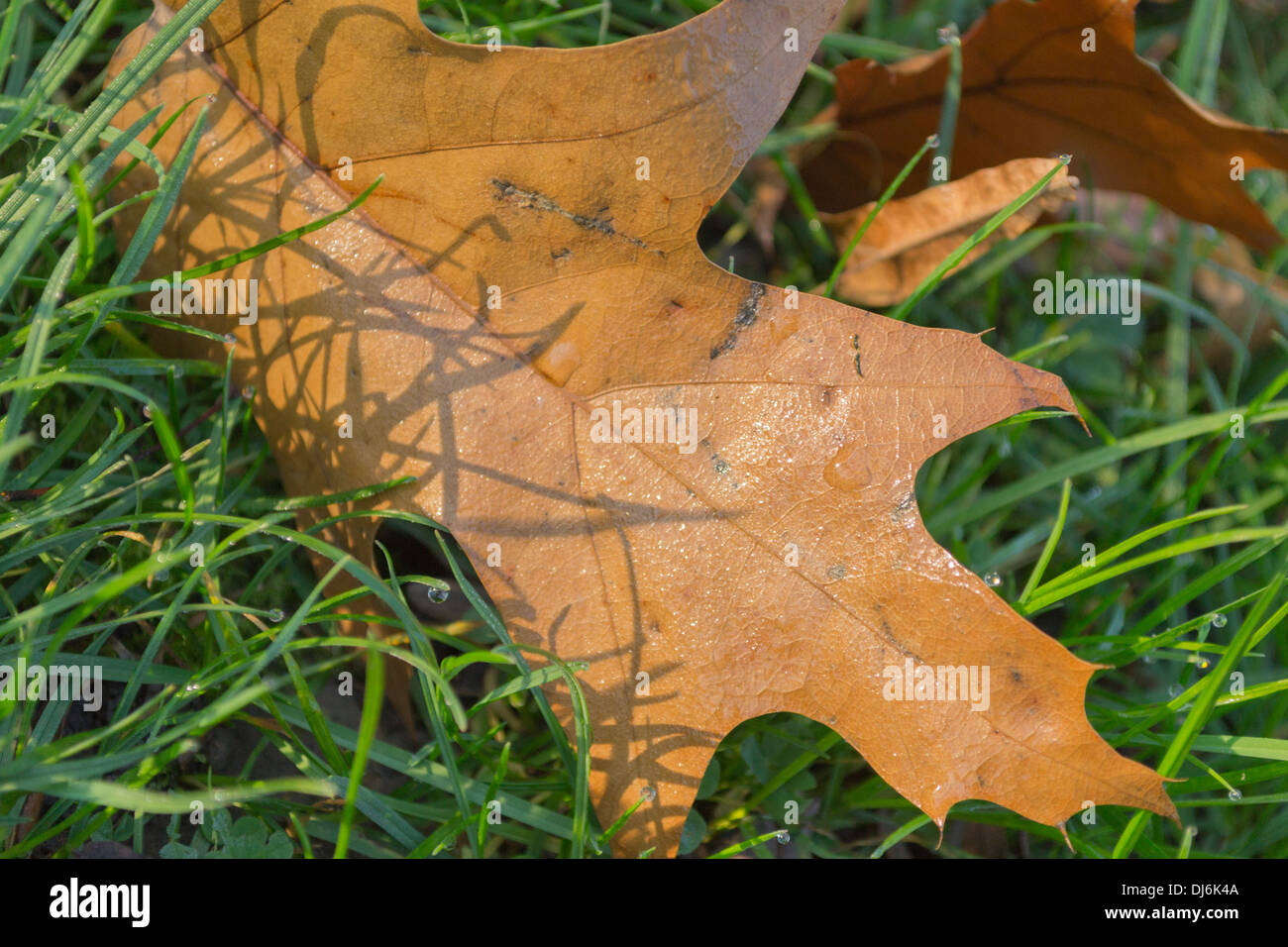 Autumn leaves fallen on grass Stock Photo - Alamy