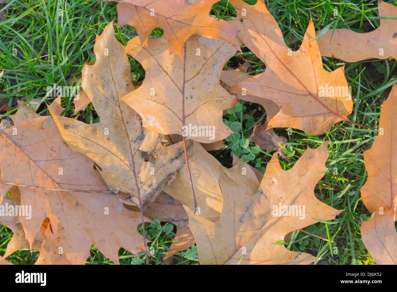 Autumn leaves fallen on grass Stock Photo - Alamy