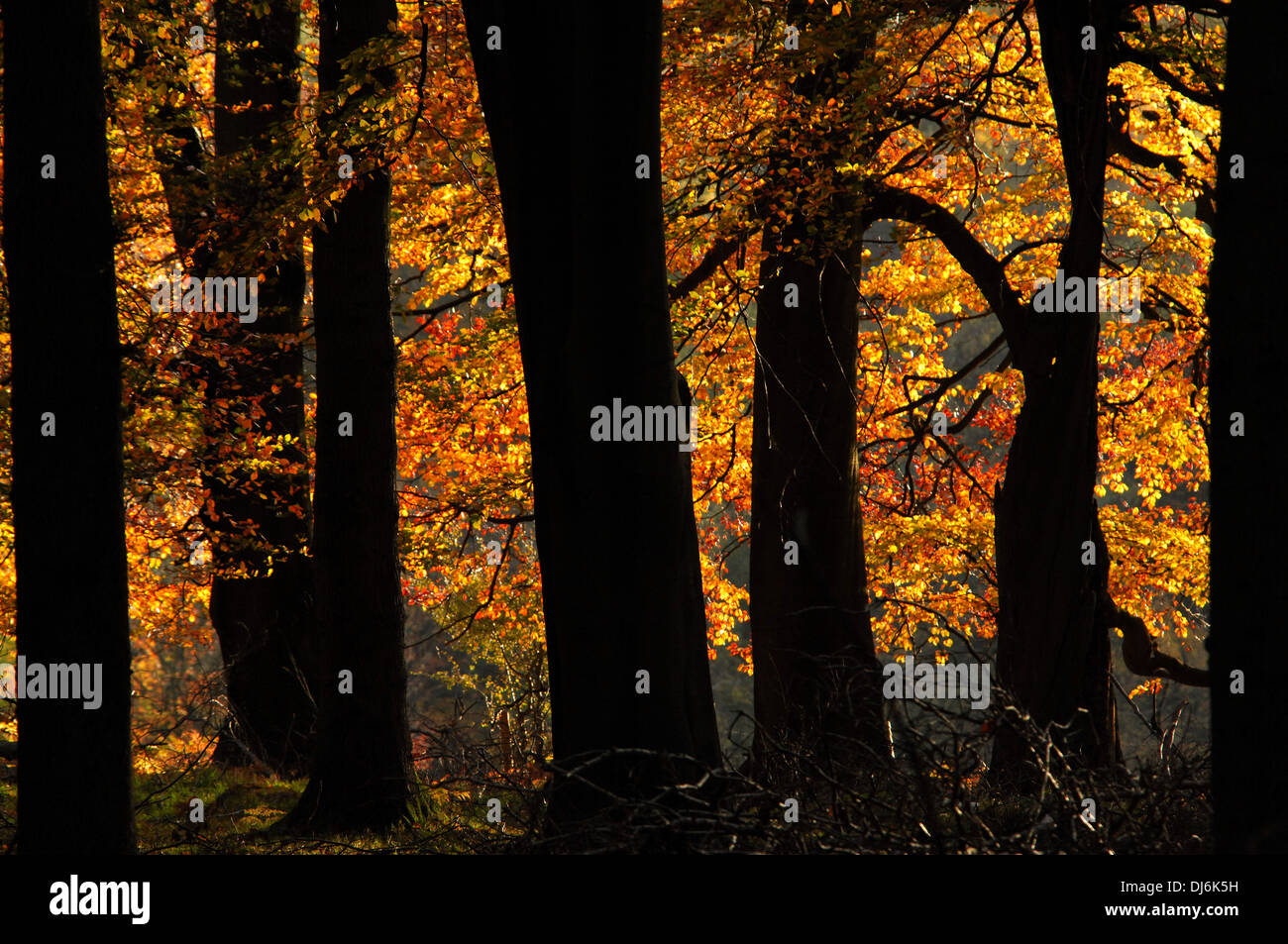 Beech tree silhouette hi-res stock photography and images - Alamy