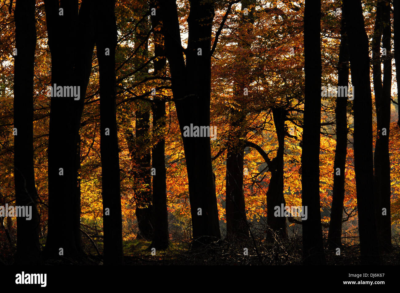 Beech tree silhouette hi-res stock photography and images - Alamy