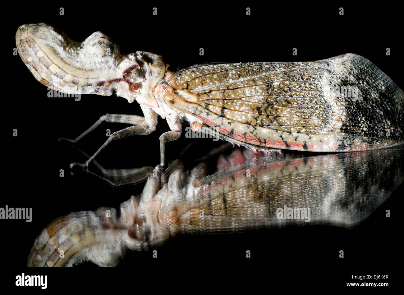 Alligator bug hi-res stock photography and images - Alamy