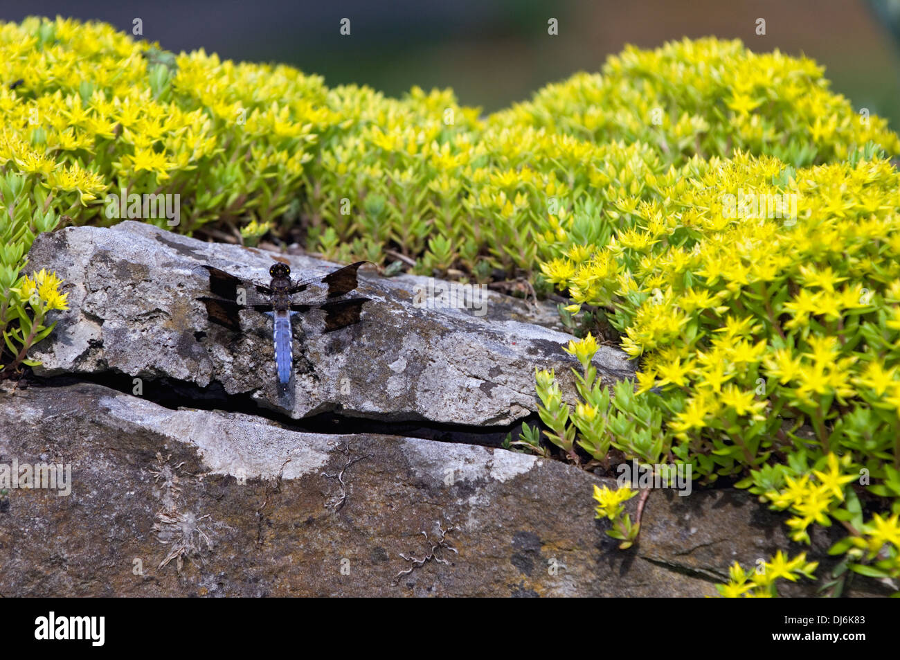 Common Whitetail Dragonfly on Stone Wall Covered in Sedum at Spring Mill State Park in Indiana Stock Photo
