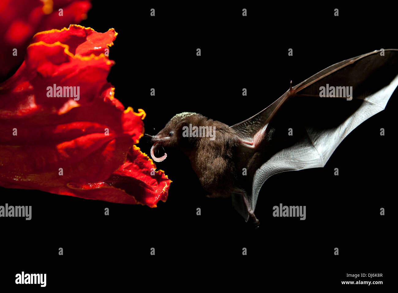 Nectar-Feeding Bats - La Laguna del Lagarto Lodge - Boca Tapada, San Carlos, Costa Rica Stock Photo