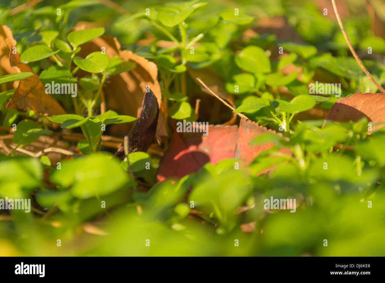 Autumn leaves fallen on grass Stock Photo - Alamy
