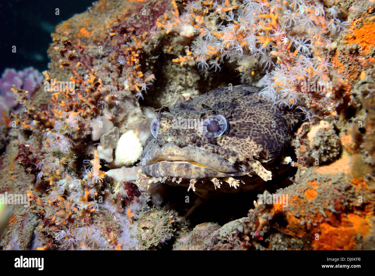 A perfectly camouflaged Toad fish sits within the multitudes of sea life that inhabit an old shipwreck Stock Photo